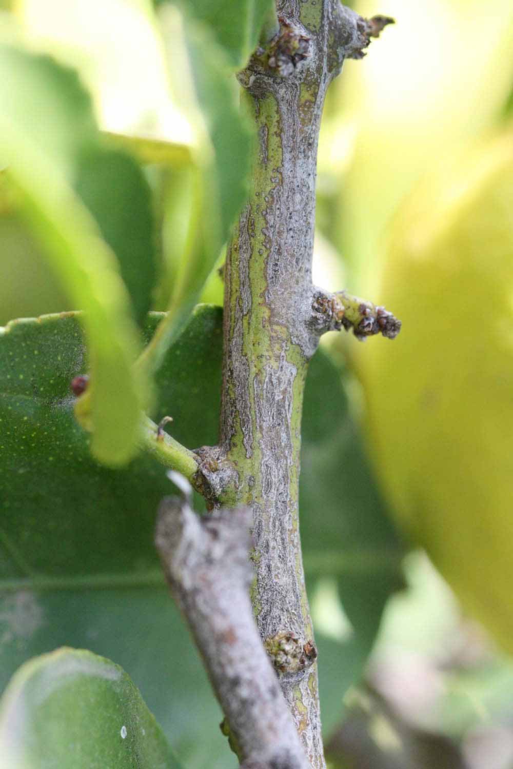            Second - third year twig (Persian SPB-7, Riverside,   CA)   